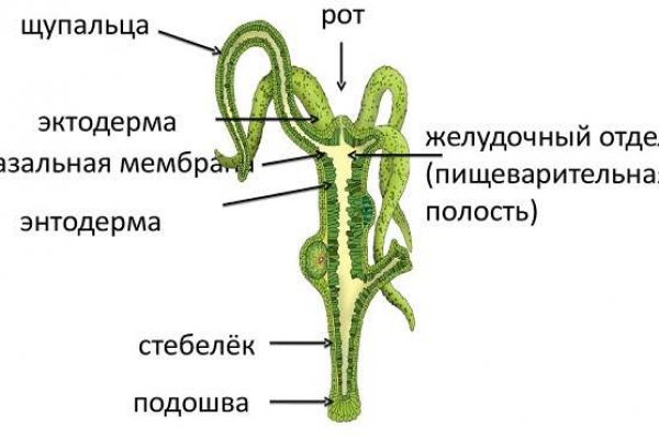 Блэк спрут bs2webes net